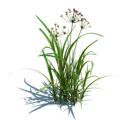 针茅,花蔺,芒草,荻草,燕麦草,巨芒,羊茅,大油芒,虉草,金叶苔草,草本植物模型合集