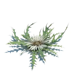 凌风草,羊茅,米草,野牛草,酸沼草,赖草,姬凤梨,地榆,毛头牛蒡,草本植物模型合集