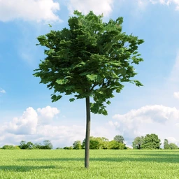 复叶槭,挪威槭黄金枫,鹅耳枥,美国梓树,沼桦,卫矛,锦鸡儿树,北美鹅掌楸,橡树,树木模型合集