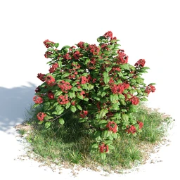 柑橘树,橙子,书带木,锥果木,仙枝花树,松柏树,凤凰木,非洲芙蓉,桉树古尼,树林模型合集