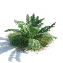 苦楝树,乱子草,香桃木,肾蕨,夹竹桃,夹竹桃,喷泉草,狼尾草,悬铃木,植物模型合集