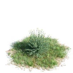 钝叶鸡蛋花,红鸡蛋花,银白杨,白杨树,欧洲栎树,迷迭香,菊花,植物模型合集