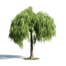 辐叶鹅掌柴模型,漆树模型,秘鲁乳香树,银桂树模型,椴树模型,植物模型合集